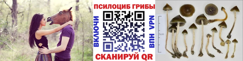 kraken зеркало  Мичуринск  Галлюциногенные грибы мухоморы 
